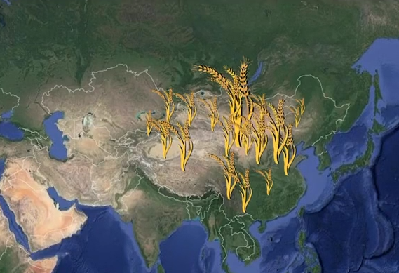 小麦在中国的进击之路